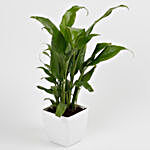 Peace Lily Plant in Imported Plastic Pot