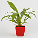 Philodendron Plant in Imported Plastic Red Pot