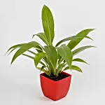 Philodendron Plant in Imported Plastic Red Pot