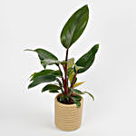Philodendron Red Plant in Ceramic Rope Pattern Pot