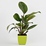 Philodendron Red Plant in Imported Plastic Pot