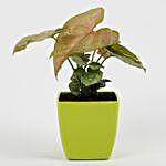 Pink Syngonium Plant in Imported Plastic Pot