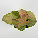 Pink Syngonium Plant in Imported Plastic Pot