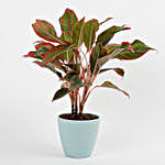 Red Aglaonema Plant In Recycled Plastic Conical Pot