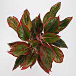 Red Aglaonema Plant In Recycled Plastic Conical Pot