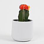 Red Moon Cactus Plant in Metal Pot