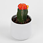 Red Moon Cactus Plant in Metal Pot