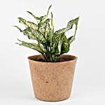 Silver Aglaonema Plant in Earthy Brown Coir Pot