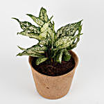 Silver Aglaonema Plant in Earthy Brown Coir Pot