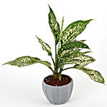 Silver Aglaonema Plant in Grey Melamine Pot
