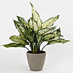 Silver Aglaonema Plant in Recycled Plastic Conical Pot