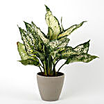 Silver Aglaonema Plant in Recycled Plastic Pot