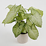 Syngonium Green Plant in Off White Ceramic Pot