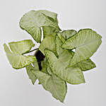 Syngonium Green Plant in Off White Ceramic Pot