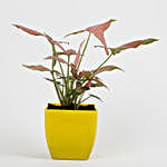 Syngonium Pink Plant in Imported Plastic Pot