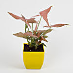 Syngonium Pink Plant in Imported Plastic Pot