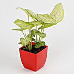 Syngonium Plant in Imported Plastic Red Pot