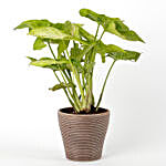 Syngonium Plant in Recycled Plastic Lining Pot