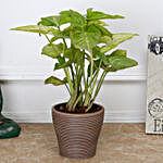 Syngonium Plant in Recycled Plastic Lining Pot