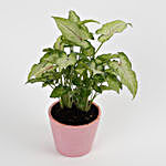 Syngonium White Plant in Recycled Plastic Conical Peach Pot