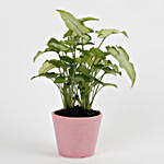 Syngonium White Plant in Recycled Plastic Conical Peach Pot