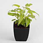Xanadu Philodendron Golden Plant in Imported Plastic Pot