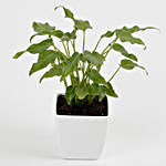 Xanadu Philodendron Plant in Imported Plastic Pot