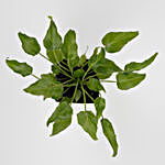 Xanadu Philodendron Plant in Imported Plastic Pot