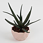 Aloe Vera Plant in Diamond Cut Melamine Pink Pot