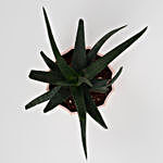 Aloe Vera Plant in Diamond Cut Melamine Pink Pot