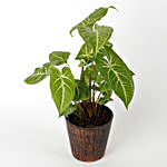 Syngonium Plant in Recycled Plastic Pot Copper