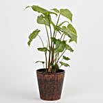 Syngonium Plant in Recycled Pot- Copper