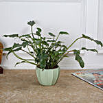 Xanadu Philodendron Plant in Melamine Pot- Green