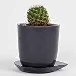 Barrel Cactus Plant in Melamine Pot Black