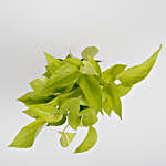 Golden Money Plant in Recycled Plastic Conical Pot- Brown