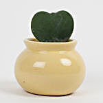 Hoya Kheri Plant in Ceramic Matki Pot- Yellow