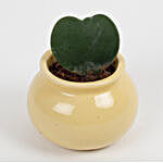 Hoya Kheri Plant in Ceramic Matki Pot- Yellow