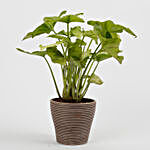 Syngonium Plant in Recycled Plastic Lining Pot- Taupe