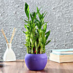 Three Layer Bamboo Plant in Purple Orchid Metal Pot