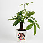 Pachira Bonsai in Personalised Photo Ceramic Pot