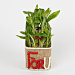 Two Layer Lucky Bamboo in a Glass Vase For U
