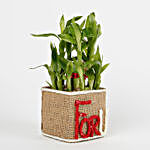Two Layer Lucky Bamboo in a Glass Vase For U