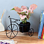 Syngonium Pink Plant in Black Cycle Planter