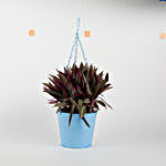 Boat Lily in Hanging Blue Metal Bucket