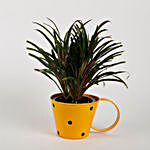 Dracaena Fruticosa Plant in Yellow Cup Planter