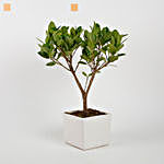 Ficus Longisland Bonsai Plant in White Ceramic Pot