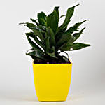 Dracaena Compacta Plant in Yellow Imported Plastic Pot