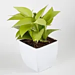Golden Money Plant in White Imported Plastic Pot