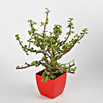 Jade Plant in Red Imported Plastic Pot