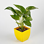 Money Plant in Yellow Imported Plastic Pot